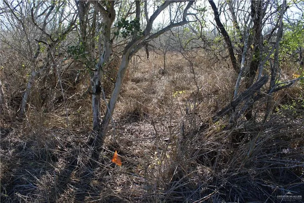 a flag is sitting in the middle of forest