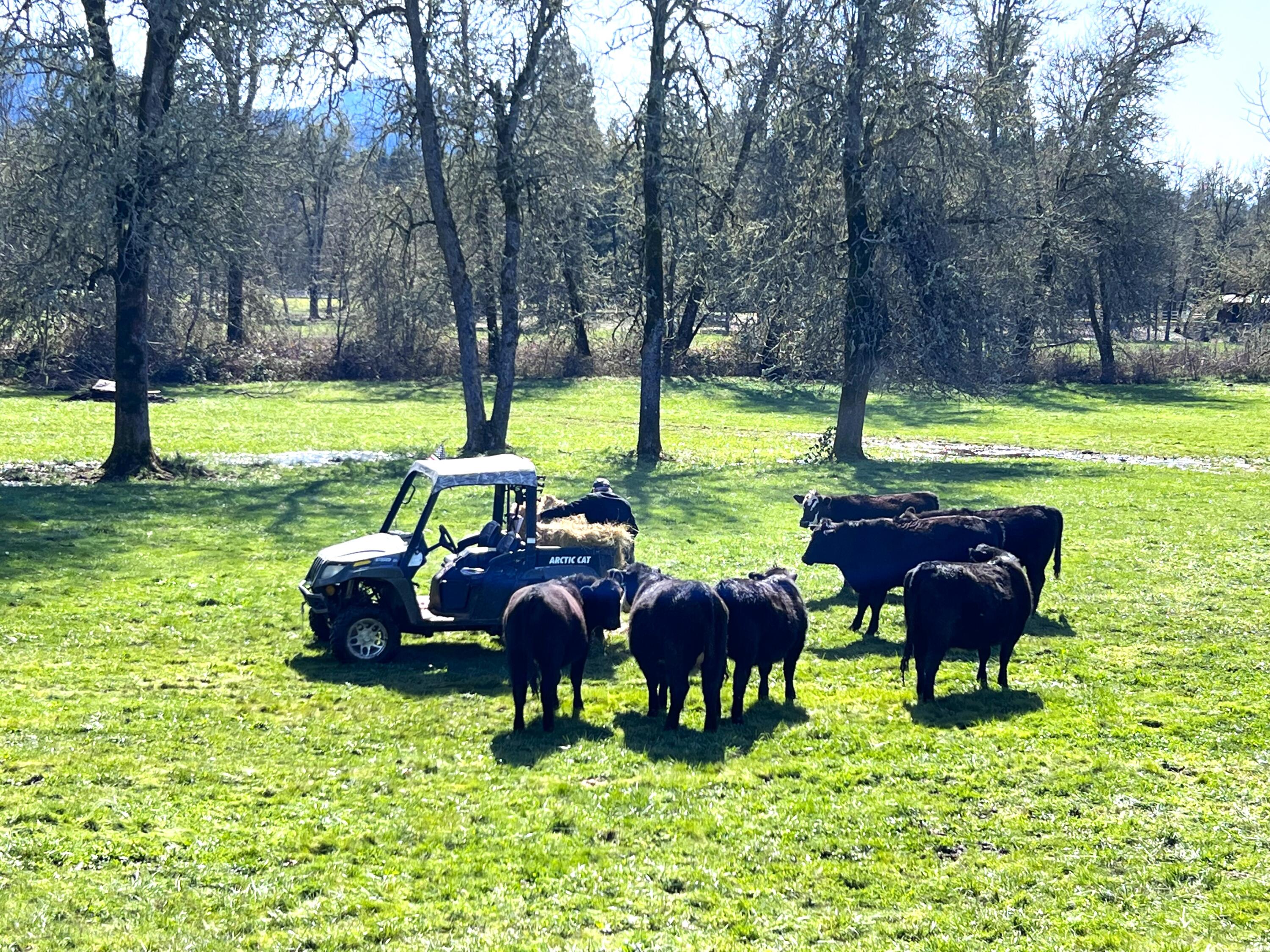 620 Dick George Road Cave Junction, OR 97523 - Photo 87 of 123 Lunch time for Moo-moo