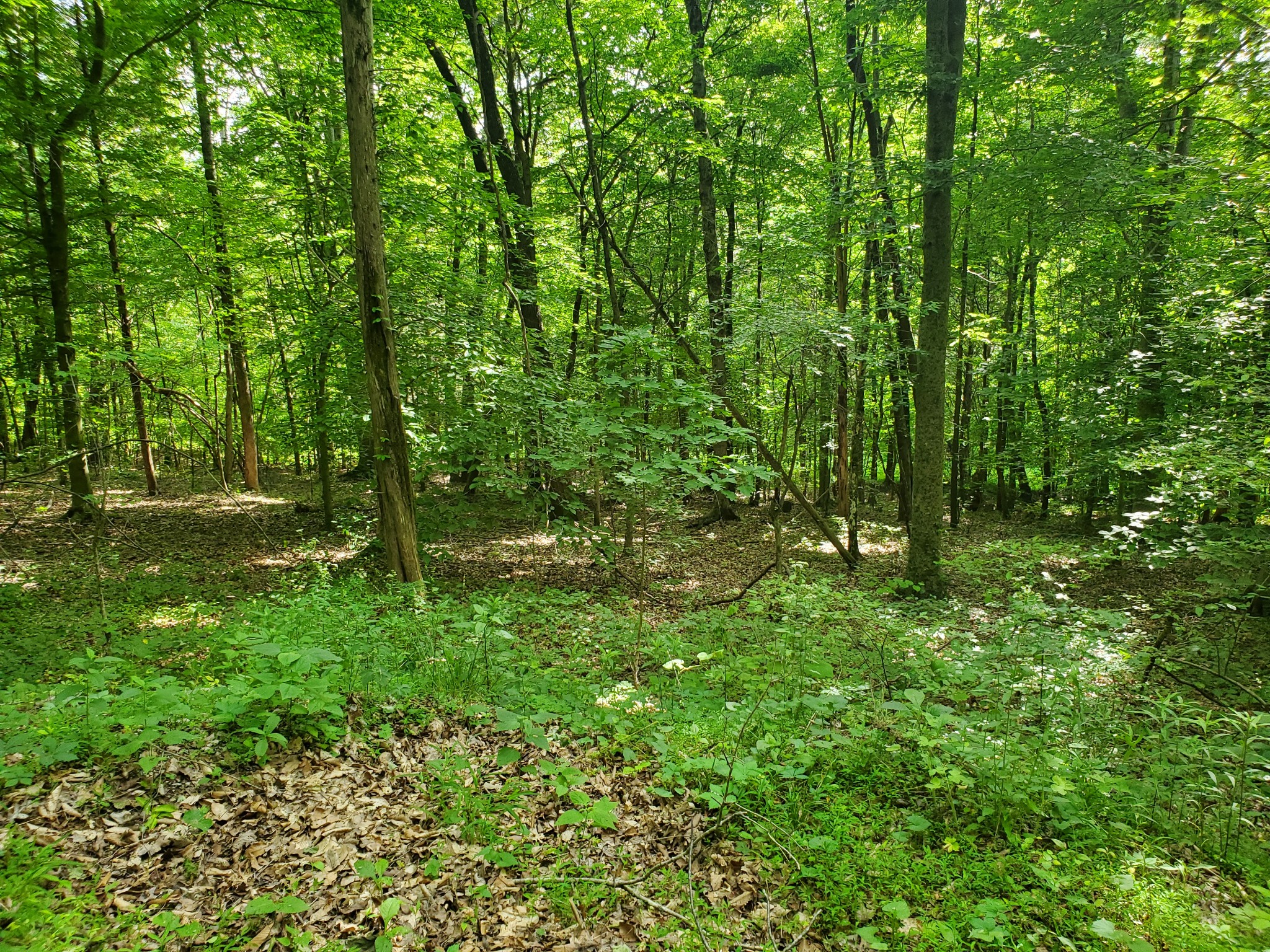 0 Sid Summers Road Stewart, TN 37175 - Photo 2 of 10 a view of outdoor space and green space