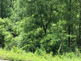 022.02 Wilhite Road Sevierville, TN 37876 - Photo 2 of 5 IMG_0847