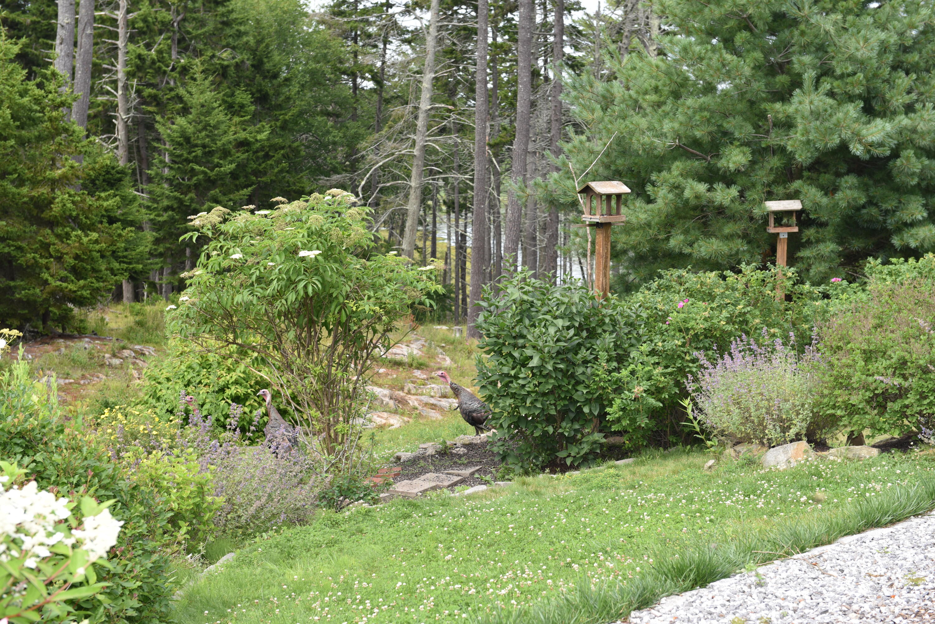 43 Merganser Cove Road Orrs Island, ME 04066 - Photo 15 of 62 DSC_0643