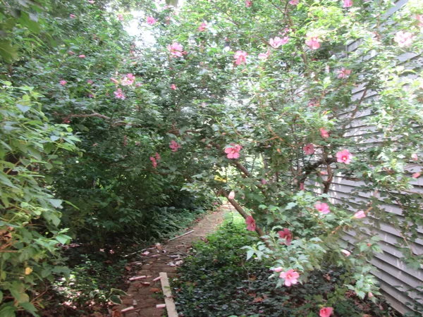 a view of a garden with plants