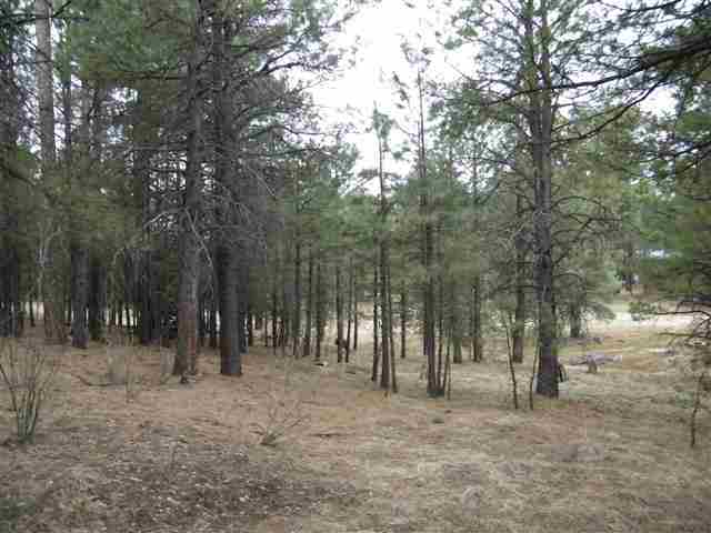 1180 Merzville Road Forest Lakes, AZ 85931 - Photo 7 of 9