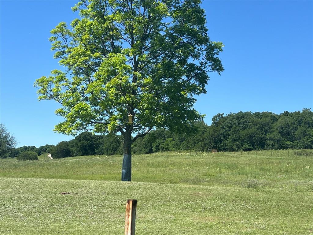 0 Holland Road Forestburg, TX 76239 - Photo 31 of 38 a view of a garden with a tree