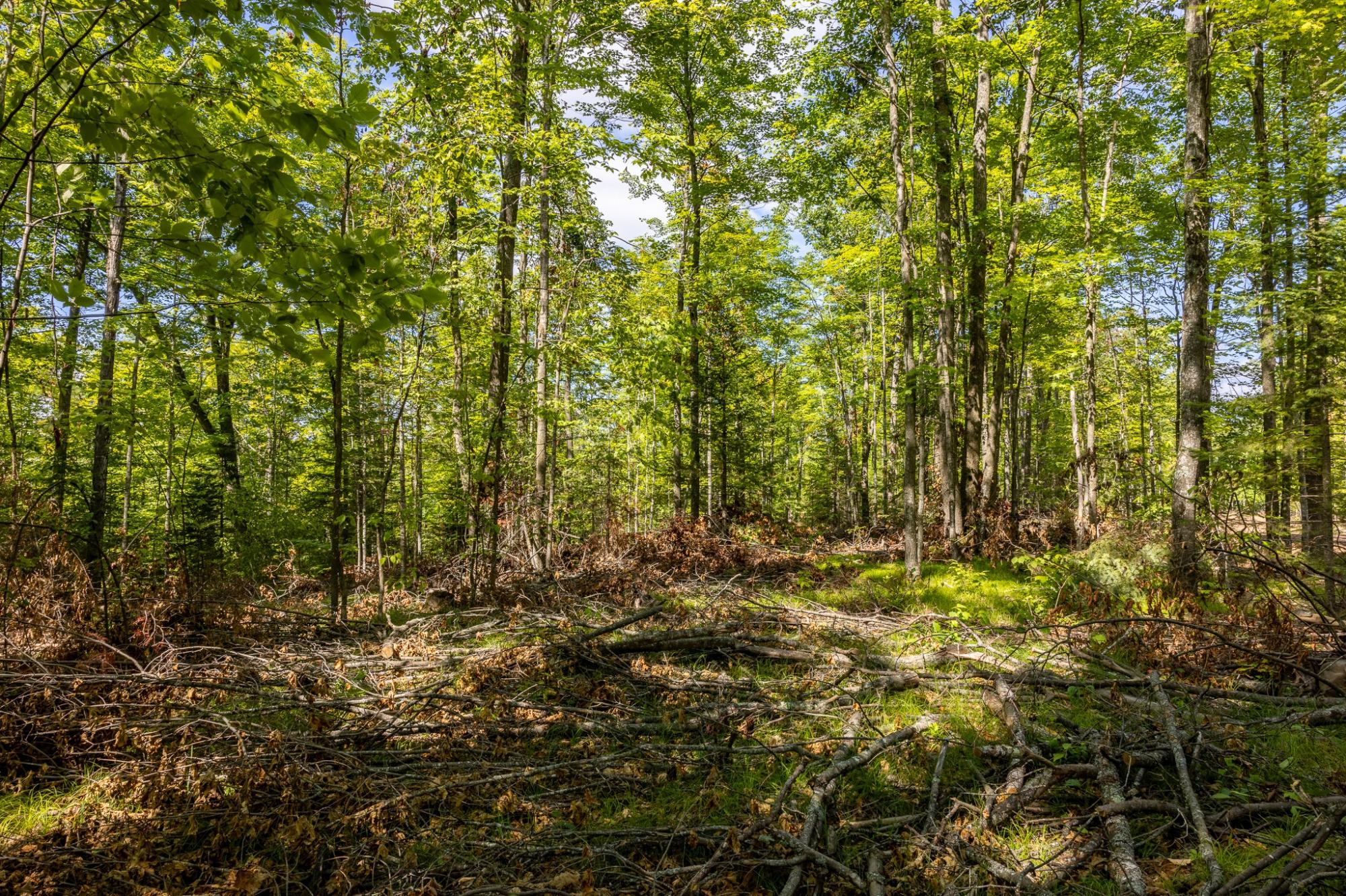 40-acres Ison Road Crandon, WI 54520 - Photo 3 of 31 Gallery Image 3