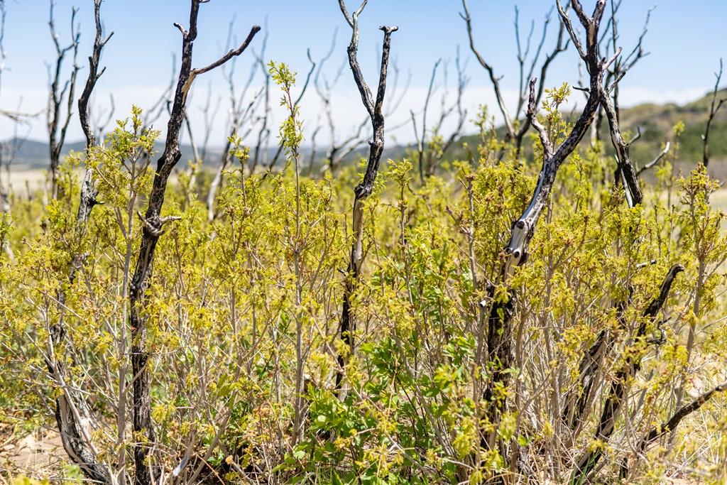 Lot 25 Majors Ranch Walsenburg, CO 81089 - Photo 33 of 34