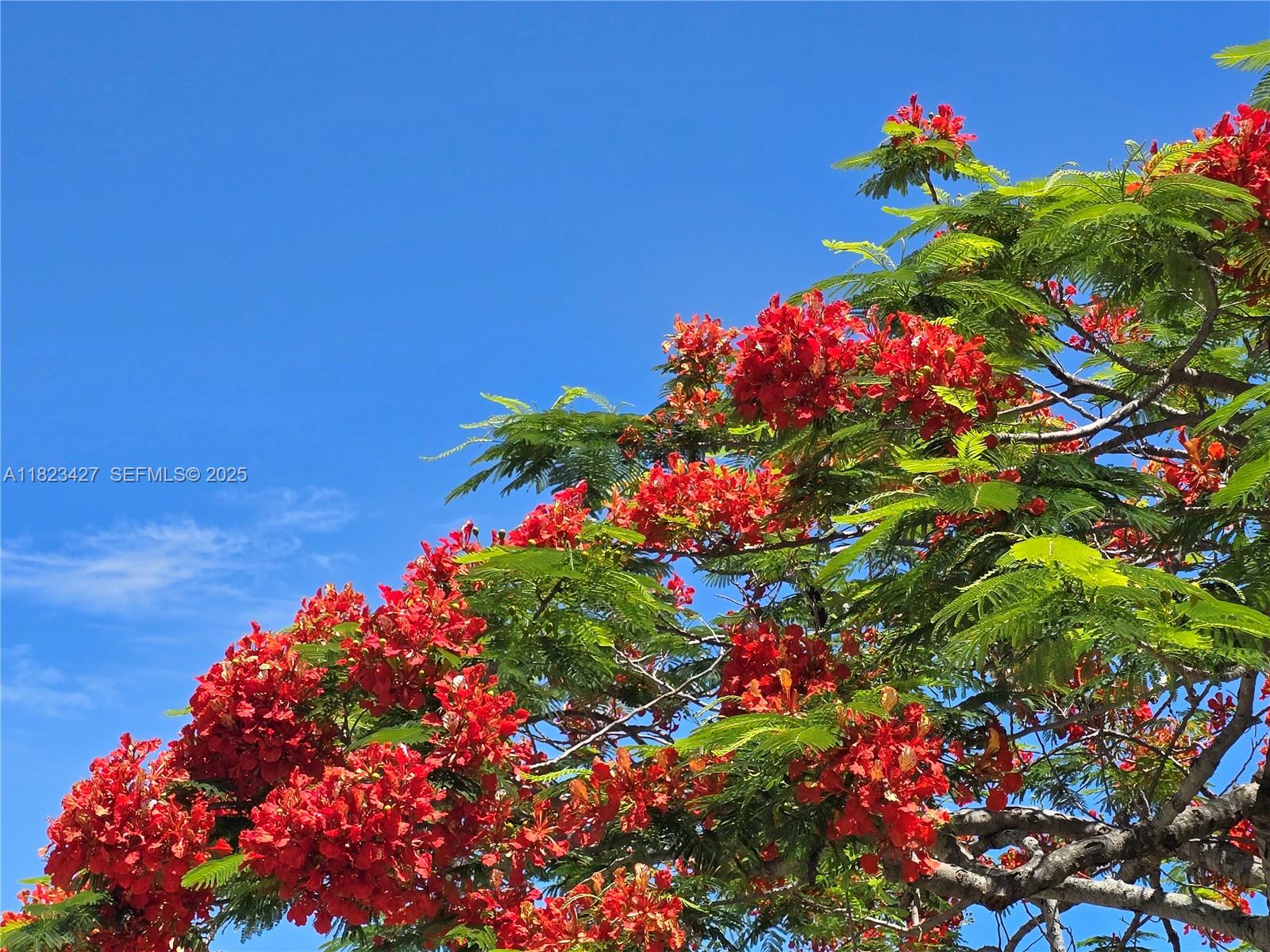 1711 Southwest 22nd Street Boynton Beach, FL 33426 - Photo 52 of 60 a picture of flowers