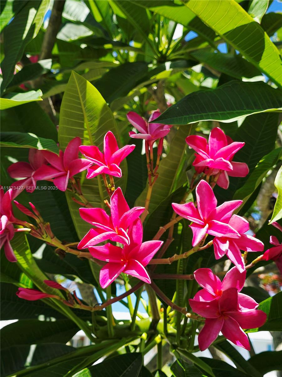 1711 Southwest 22nd Street Boynton Beach, FL 33426 - Photo 7 of 60 a view of a flower