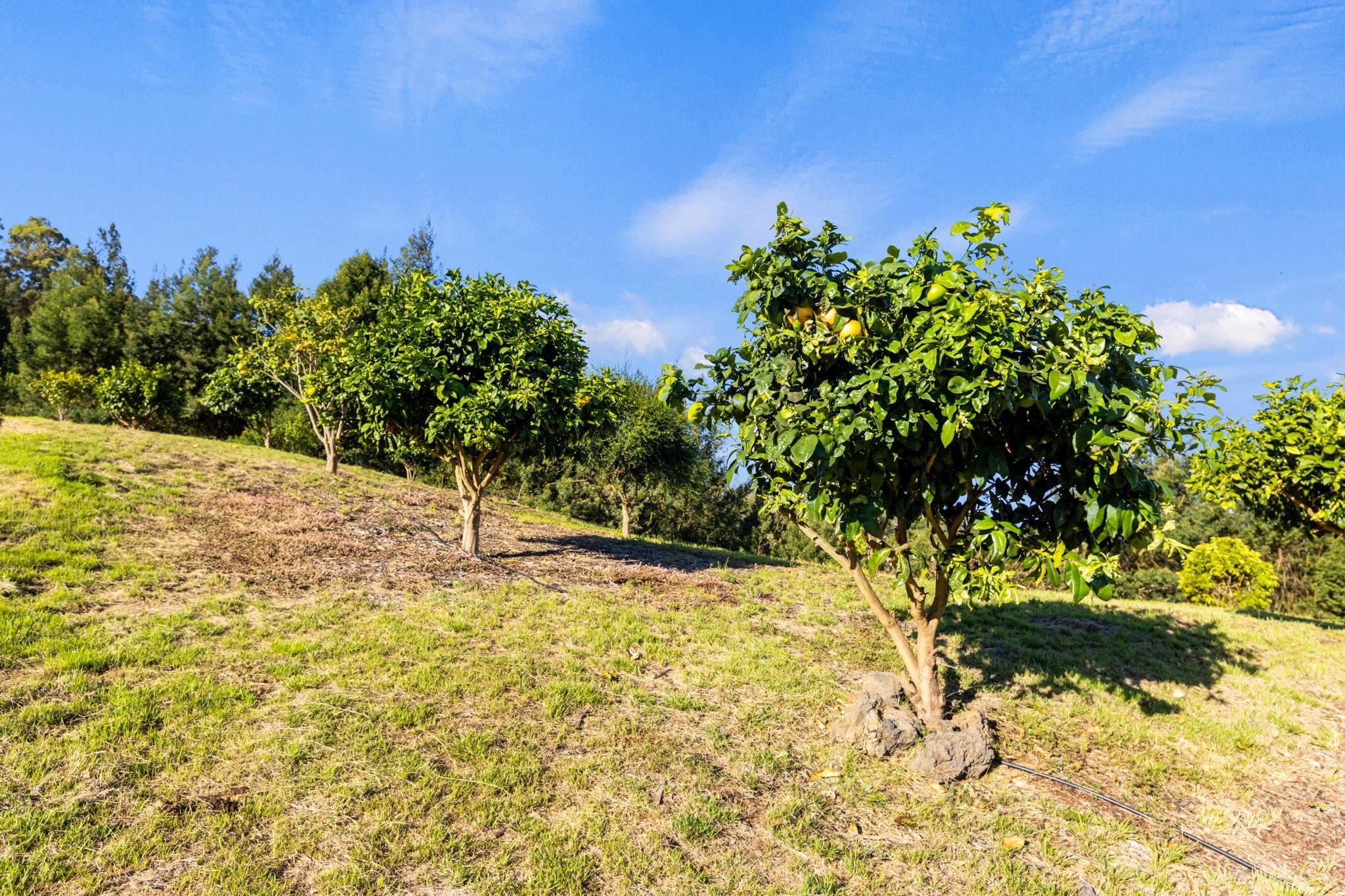 600 Middle Road, Unit B Kula, HI 96790 - Photo 30 of 45 Gallery Image 30