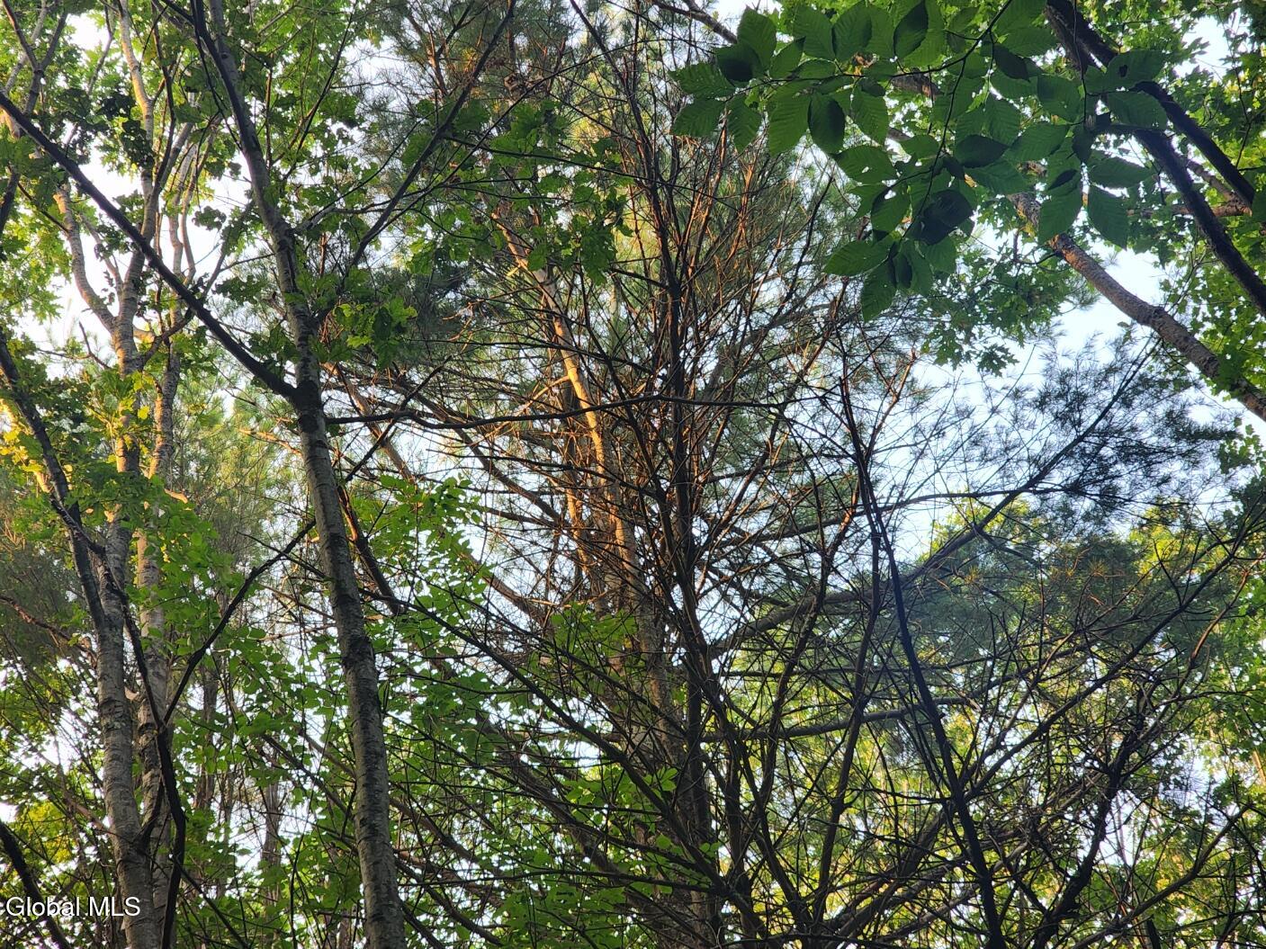 L11 Rebel Ridge Road Jefferson, NY 12093 - Photo 13 of 45 20250805_184253