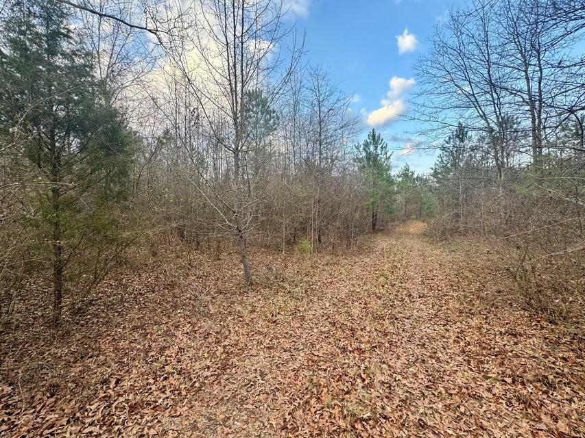 9 Cr 64 Road Dennis, MS 38838 - Photo 3 of 5 20250208213145896834000000-o