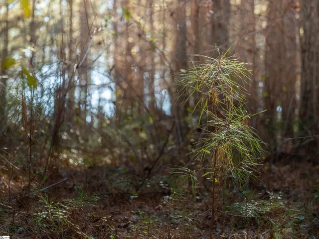 $199,999 | 2 Mill Pine Road, Liberty, SC 29657