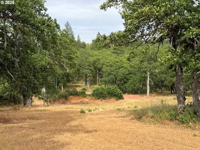 a view of yard covered with trees