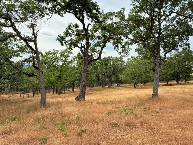a view of empty space with trees