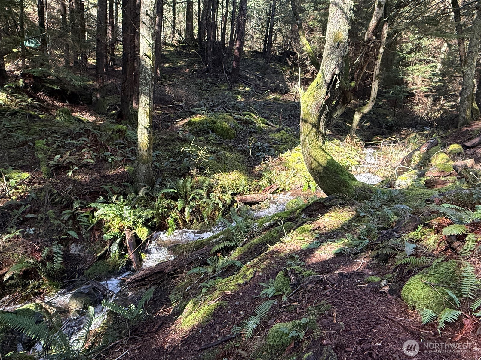 2000 Peregrine Road Orcas Island, WA 98279 - Photo 17 of 31 a view of a tree