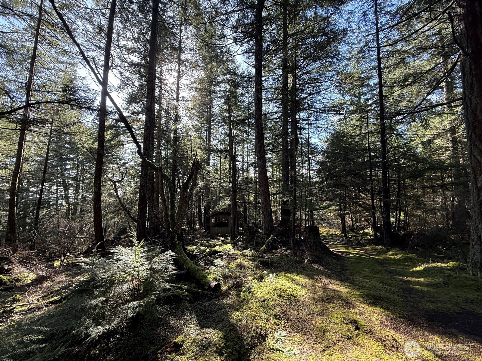 2000 Peregrine Road Orcas Island, WA 98279 - Photo 18 of 31 a view of backyard of green space