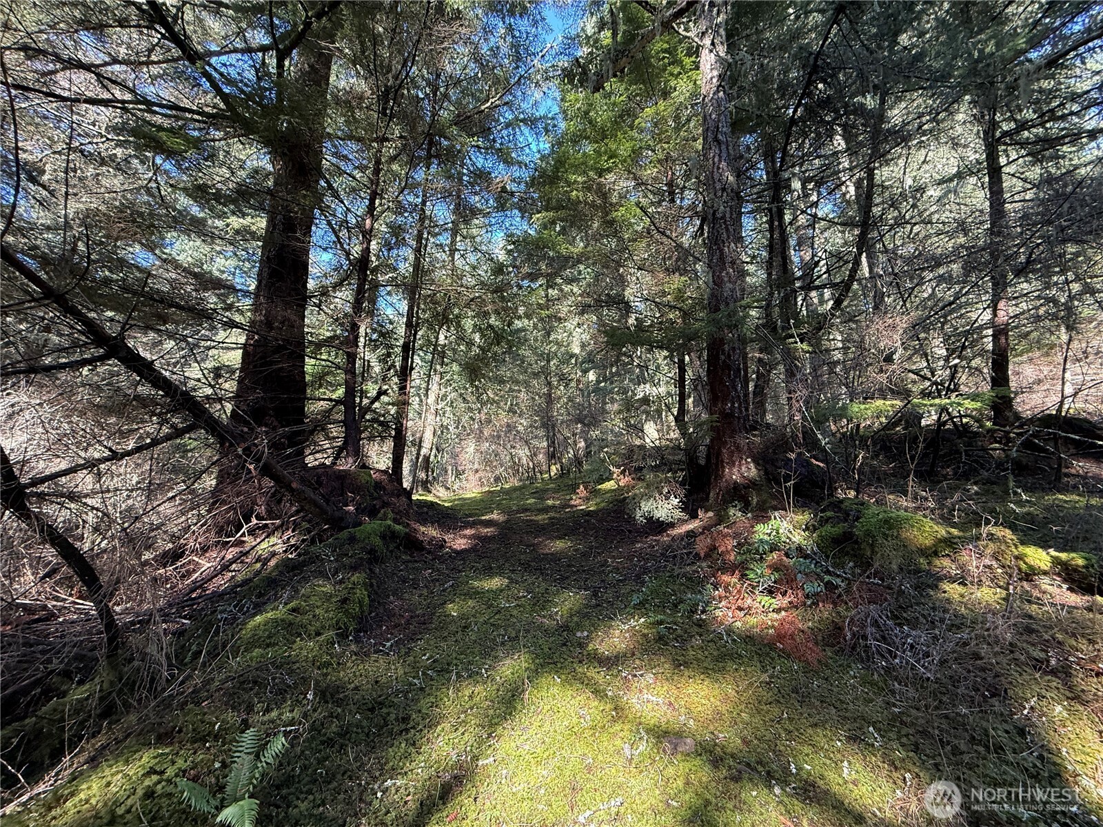 2000 Peregrine Road Orcas Island, WA 98279 - Photo 23 of 31 a view of tree