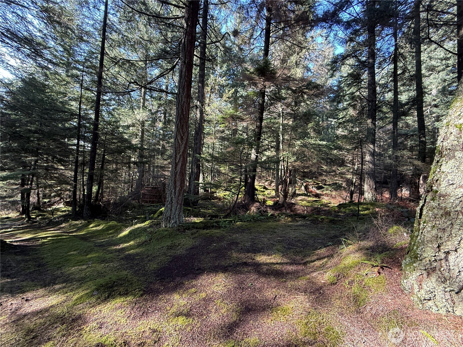 2000 Peregrine Road Orcas Island, WA 98279 - Photo 24 of 31 a backyard of a house with lots of green space