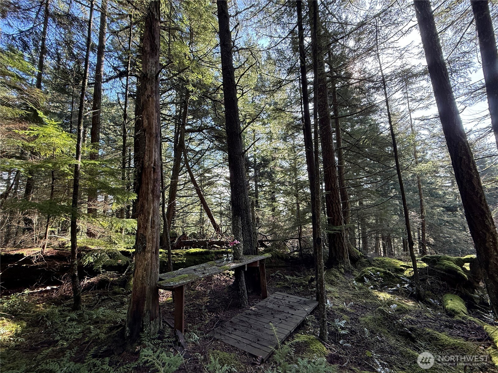 2000 Peregrine Road Orcas Island, WA 98279 - Photo 7 of 31 a view of outdoor space with lots of trees