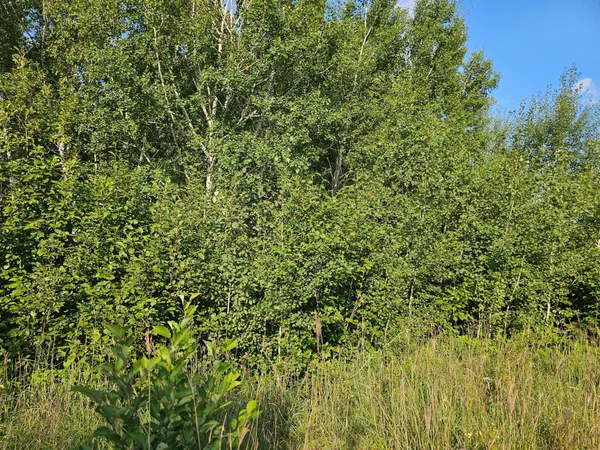 $75,000 | 87 Backus Mn 56435, Backus, MN 56435