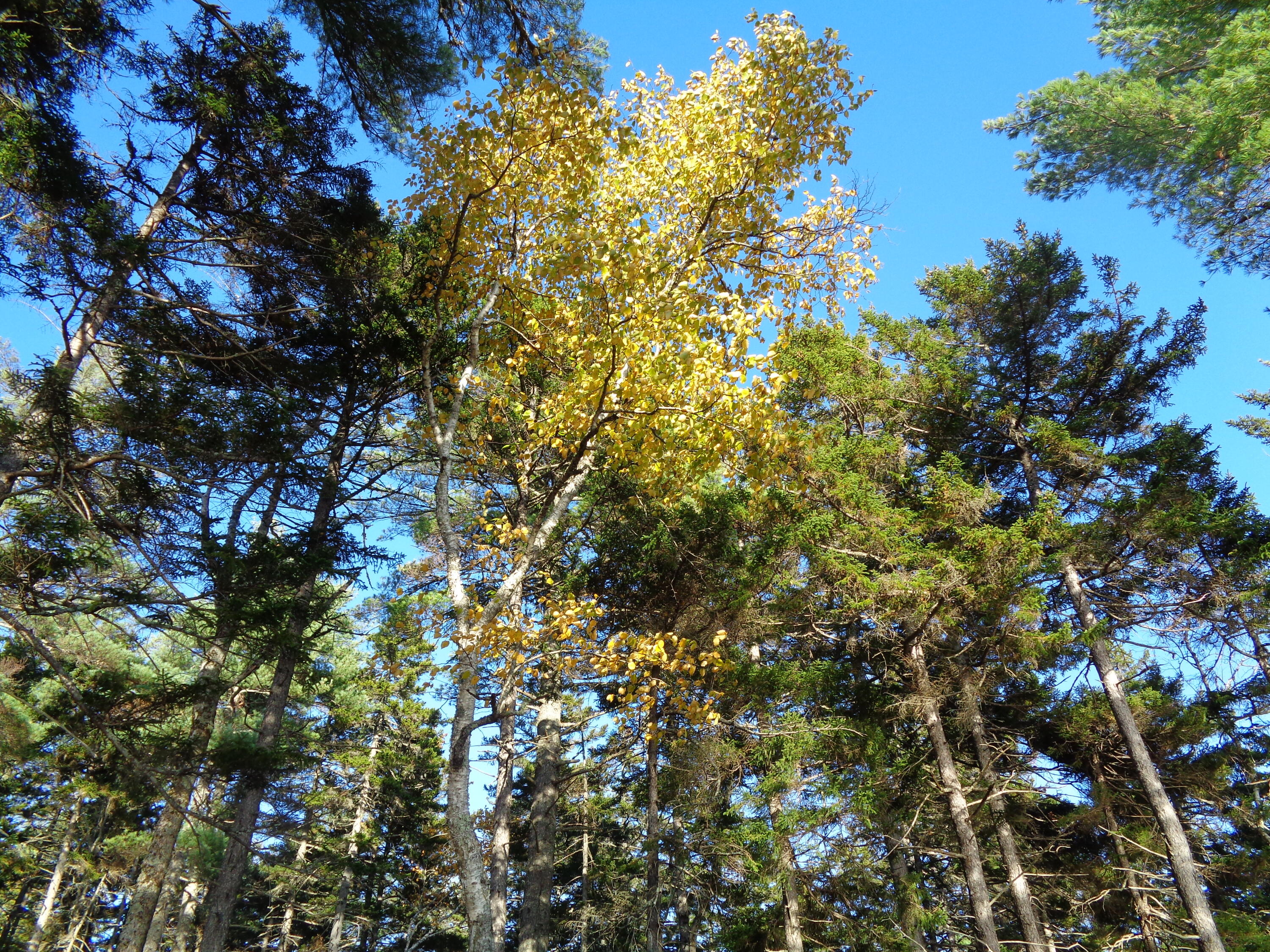 T10 Sd Me 04622 Road Cherryfield, ME 04622 - Photo 31 of 45 Towering canopy