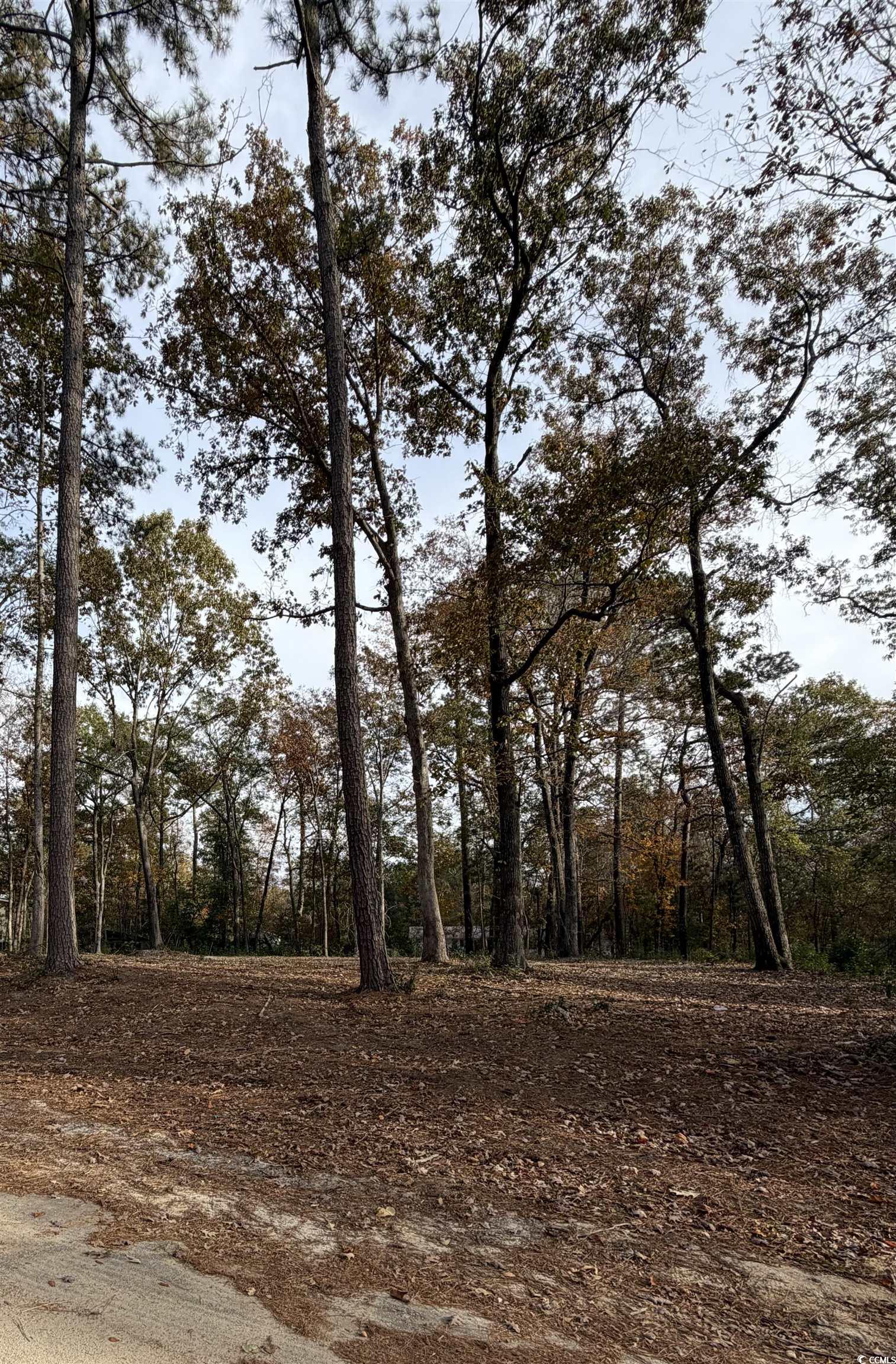 282 Pineneedle Circle Johnsonville, SC 29555 - Photo 2 of 2 View of local wilderness