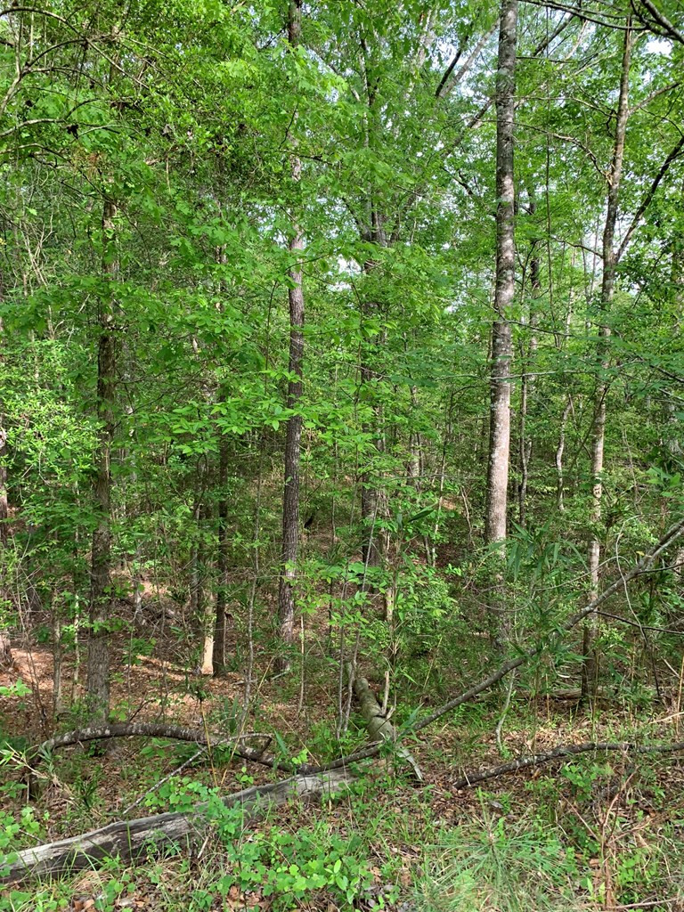 . Macedonia Road Crosby, MS 39633 - Photo 2 of 11 Photo 2