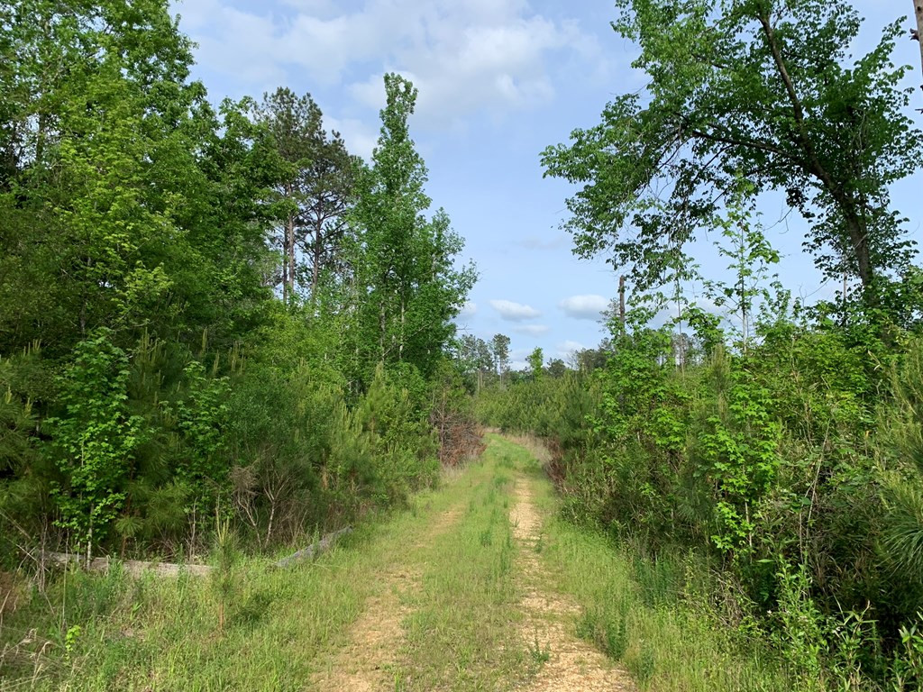 . Macedonia Road Crosby, MS 39633 - Photo 3 of 11 Photo 3