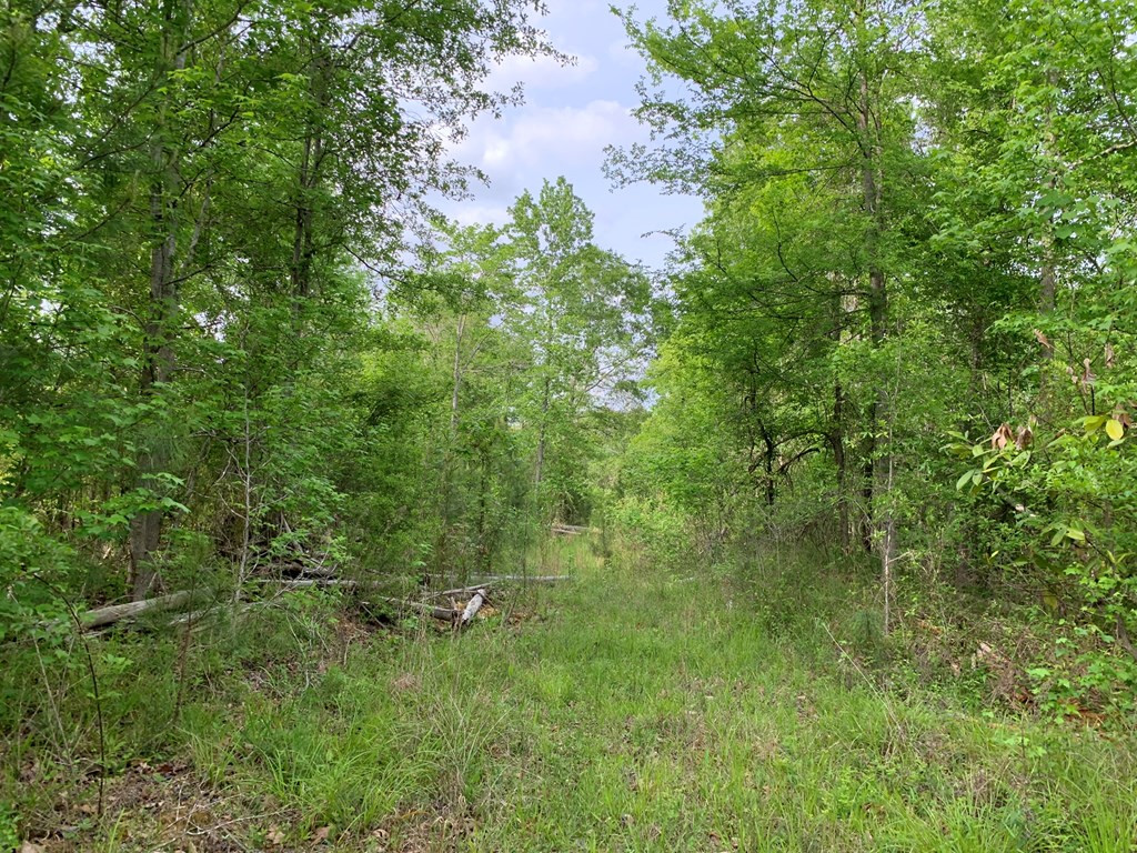. Macedonia Road Crosby, MS 39633 - Photo 8 of 11 Photo 8