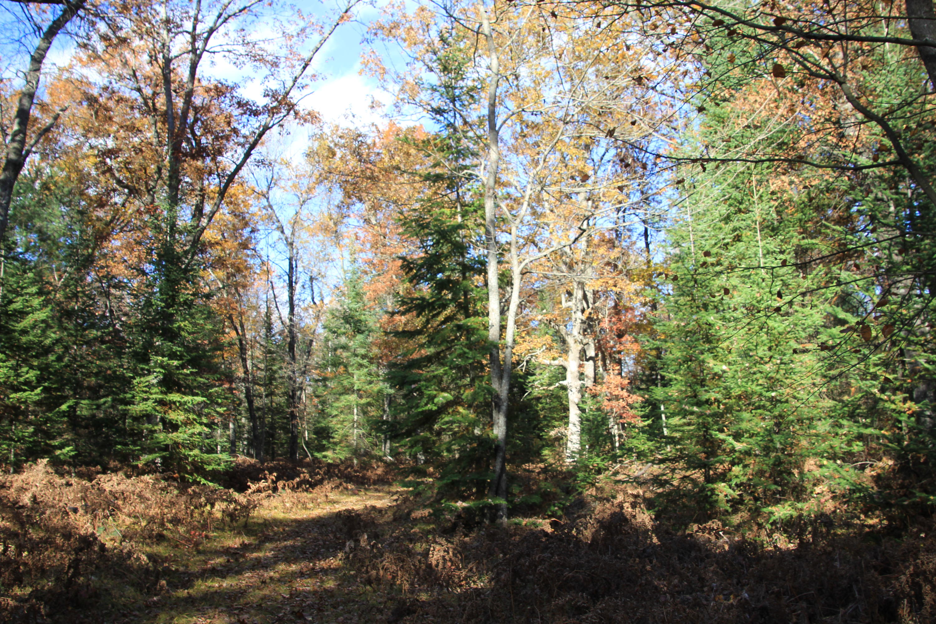 7158 East County Line Road South Branch, MI 48761 - Photo 27 of 39 Gallery Image 27