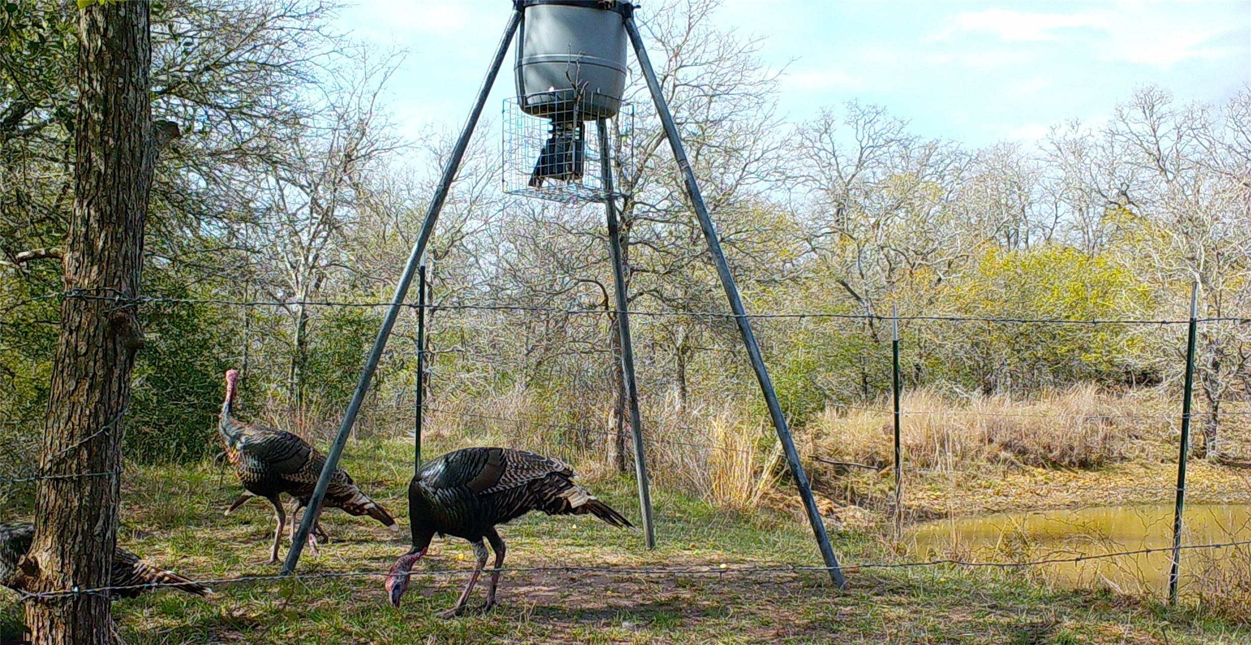0 Old Seguin Luling Road Kingsbury, TX 78638 - Photo 11 of 27 a view of yard from deck