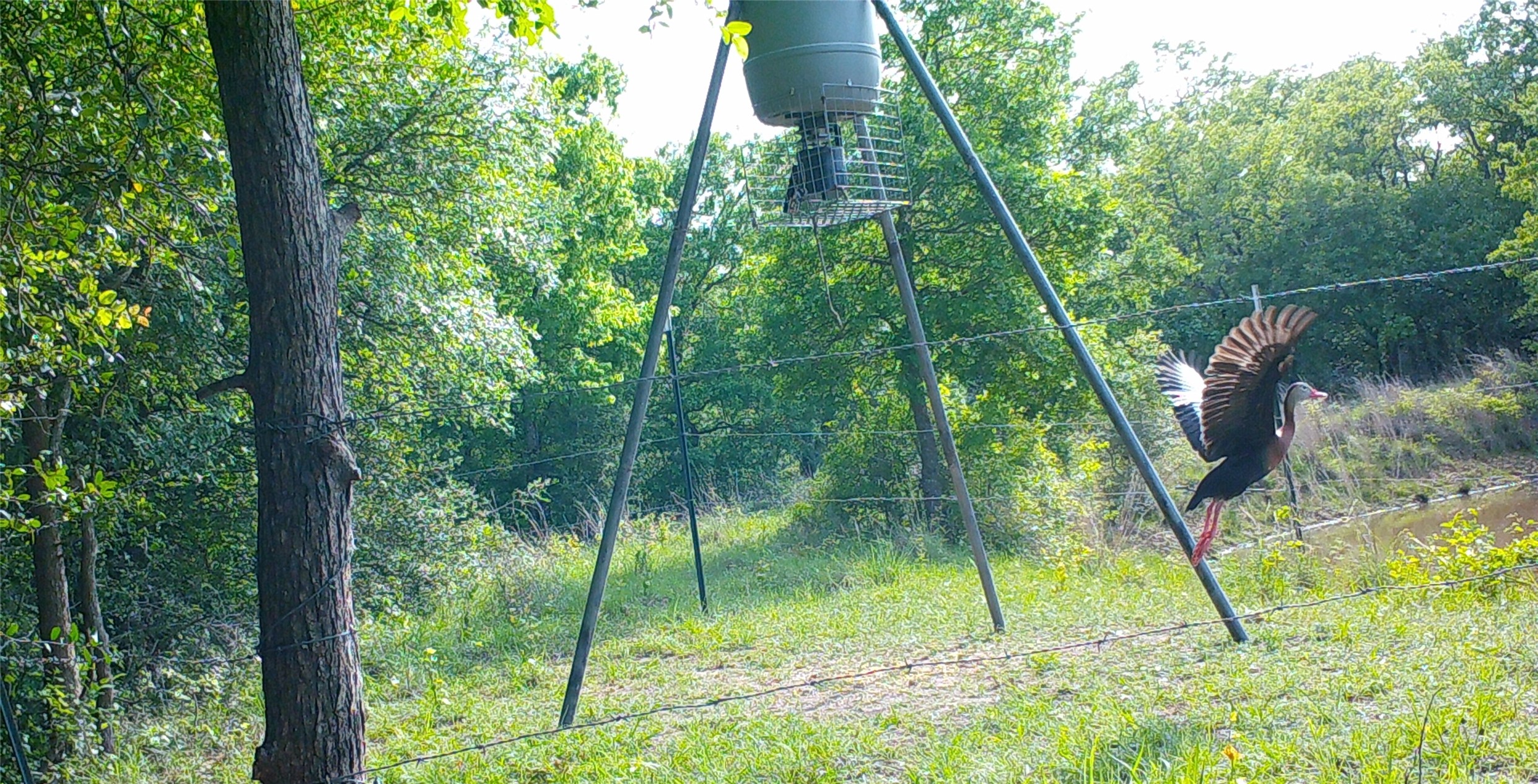 0 Old Seguin Luling Road Kingsbury, TX 78638 - Photo 13 of 27 a view of lush green forest