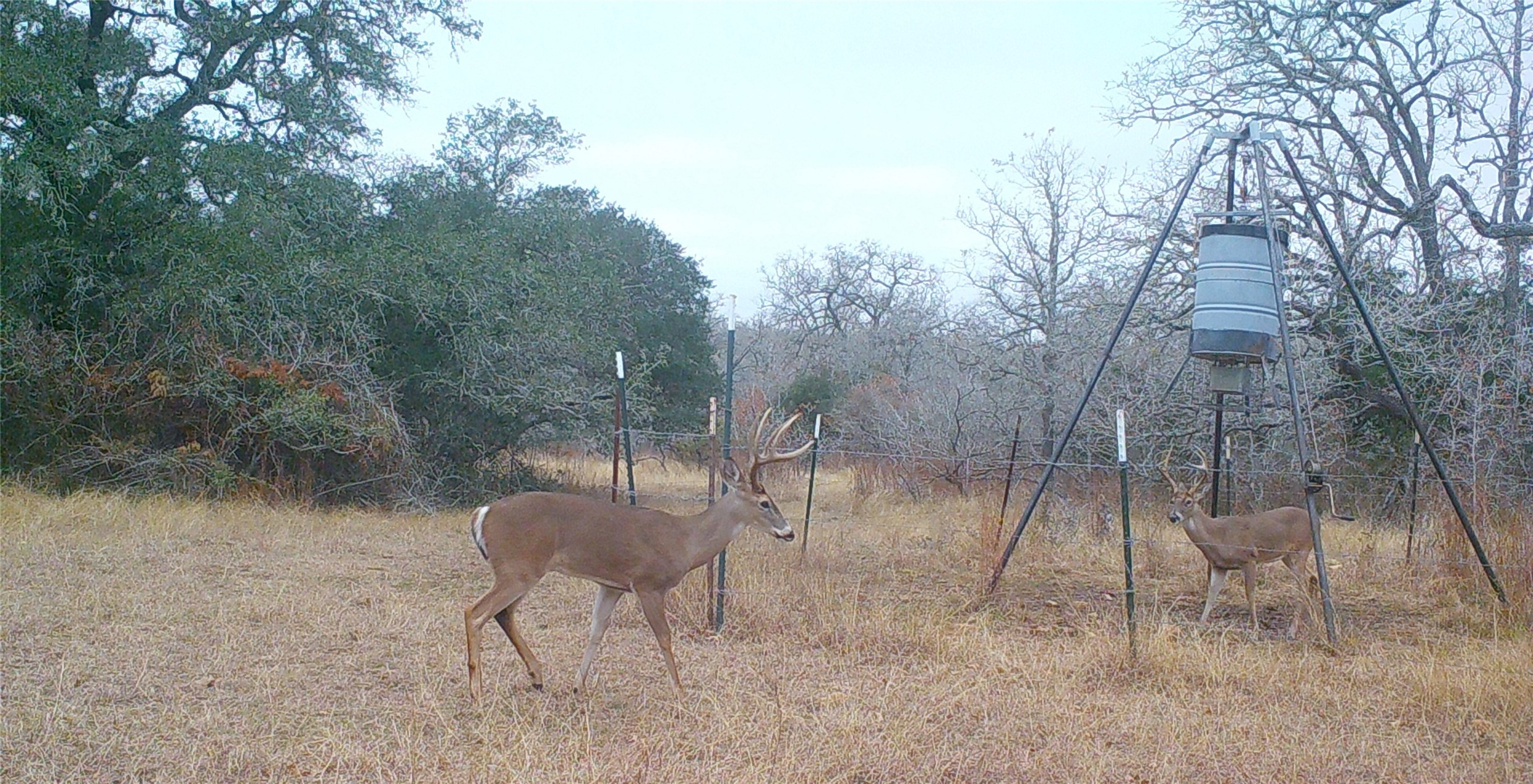 0 Old Seguin Luling Road Kingsbury, TX 78638 - Photo 15 of 27 a backyard of a house with table and chairs