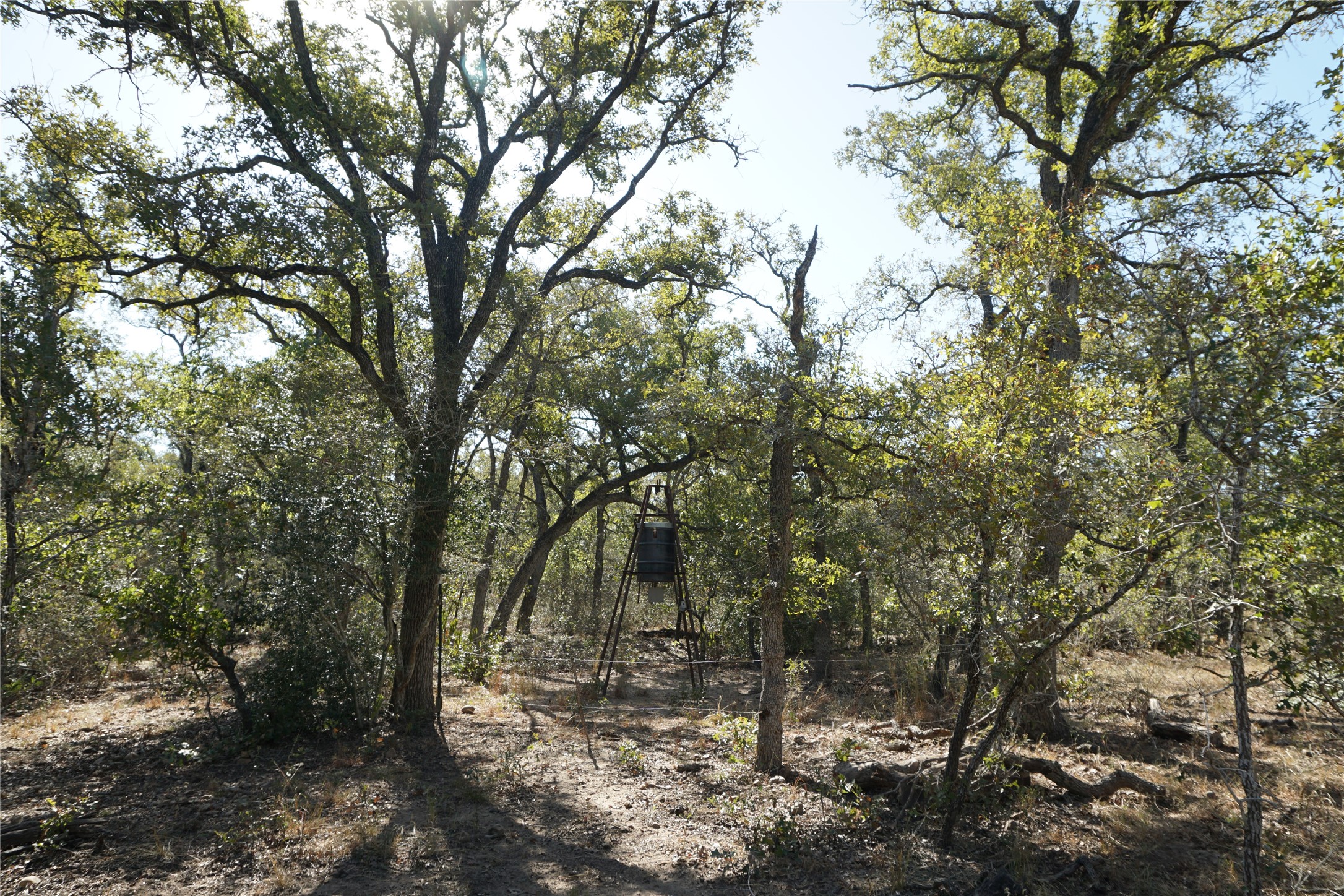 0 Old Seguin Luling Road Kingsbury, TX 78638 - Photo 21 of 27 a view of a forest with trees