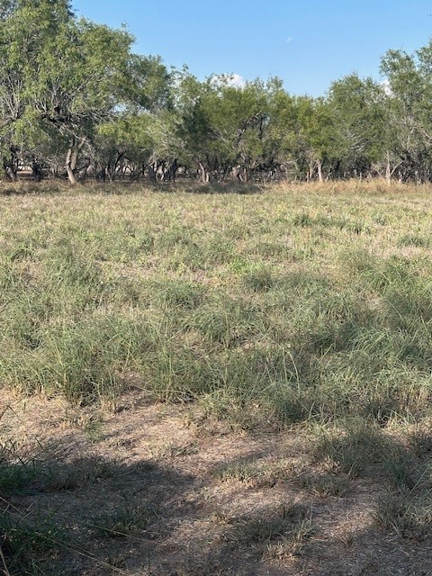 5452 Fm 666 Street Mathis, TX 78368 - Photo 15 of 17 a view of a big yard with plants and large trees