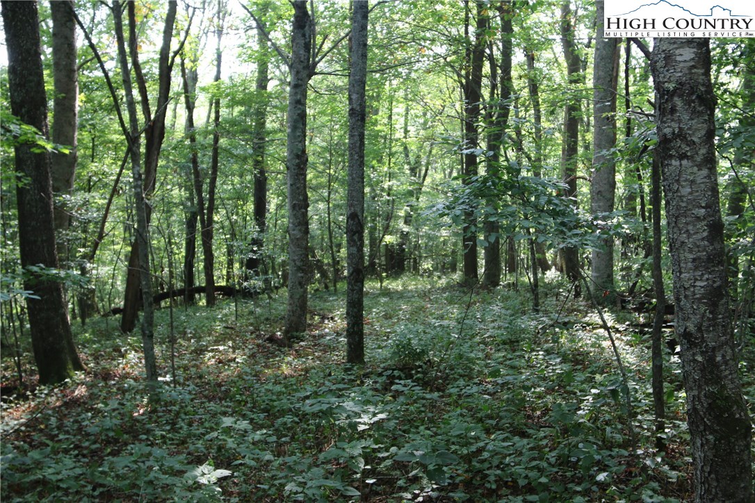 Baldwin Gap Road Creston, NC 28615 - Photo 11 of 16 Gallery Image 11