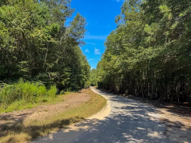 a view of a forest with trees in the background