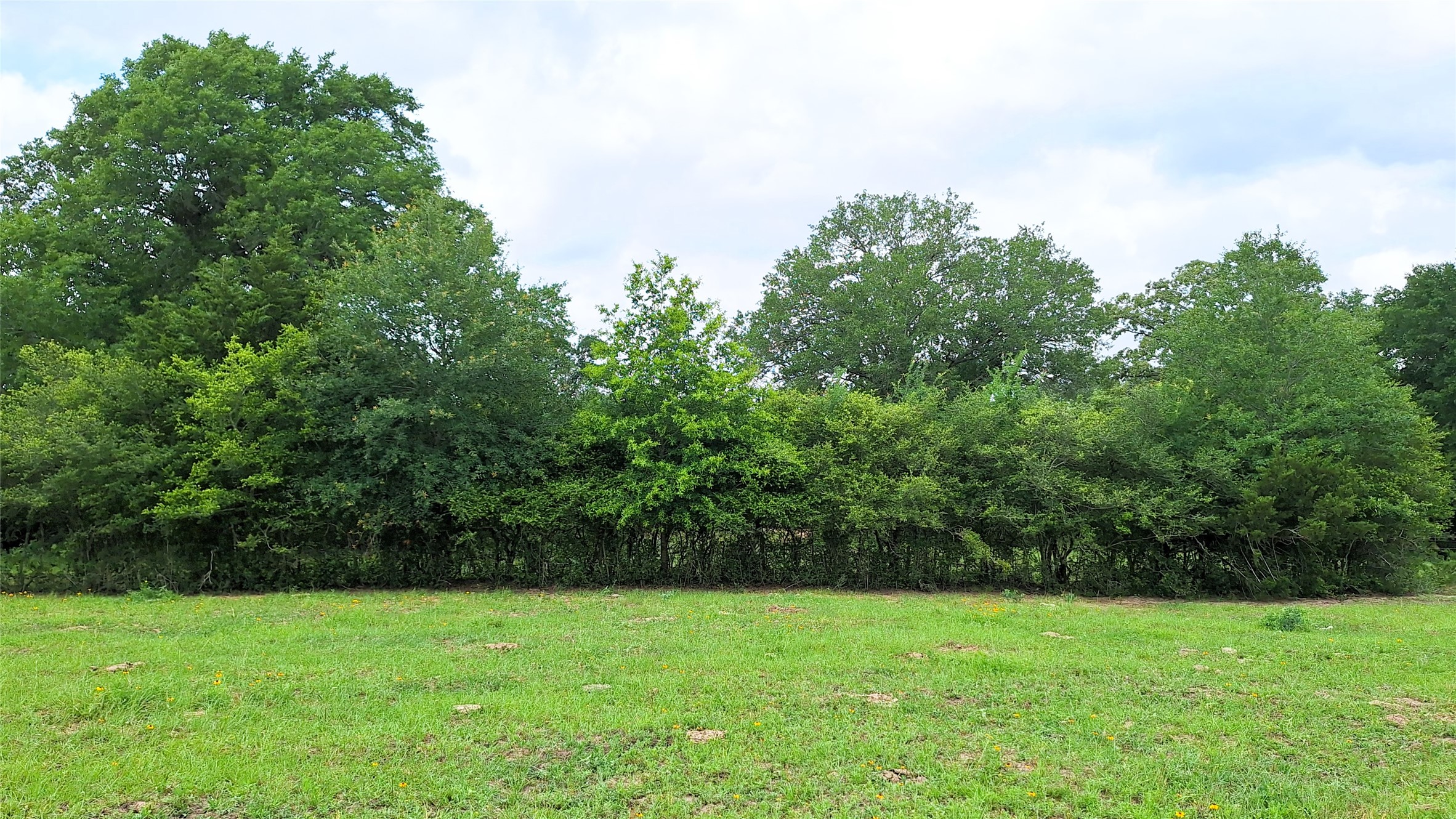 18155 Wellman Road Washington, TX 77880 - Photo 4 of 14 Expansive green space featuring a natural tree line and mature trees around and old cattle fence