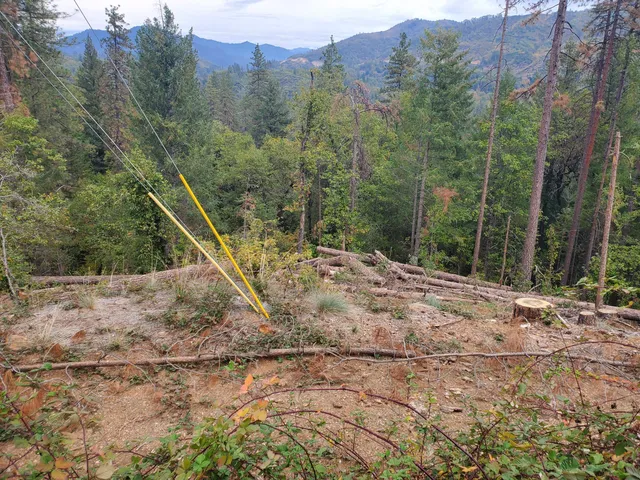 a view of a forest with a forest