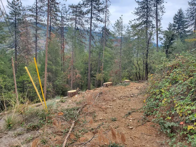 a view of a forest with a tree