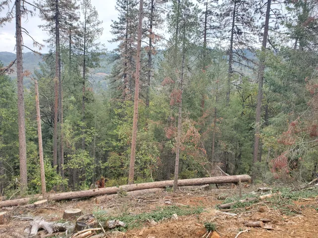 a view of an outdoor space with trees