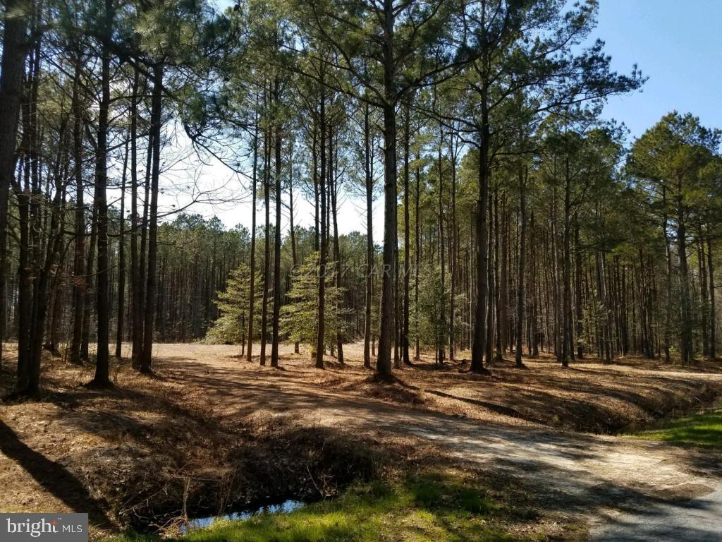 Sam Barnes Road Westover, MD 21871 - Photo 12 of 12