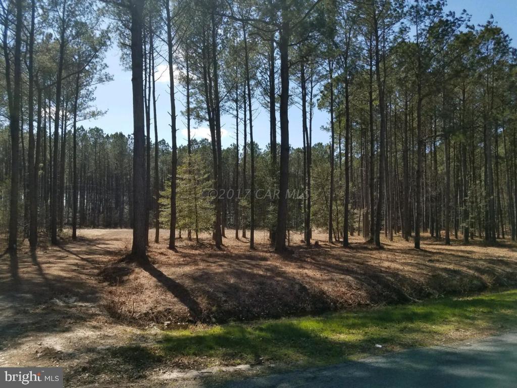 Sam Barnes Road Westover, MD 21871 - Photo 4 of 12