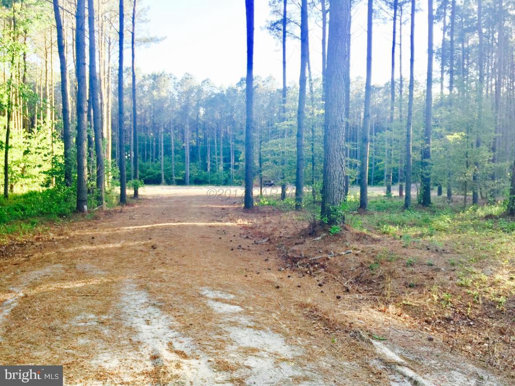 Sam Barnes Road Westover, MD 21871 - Photo 5 of 12