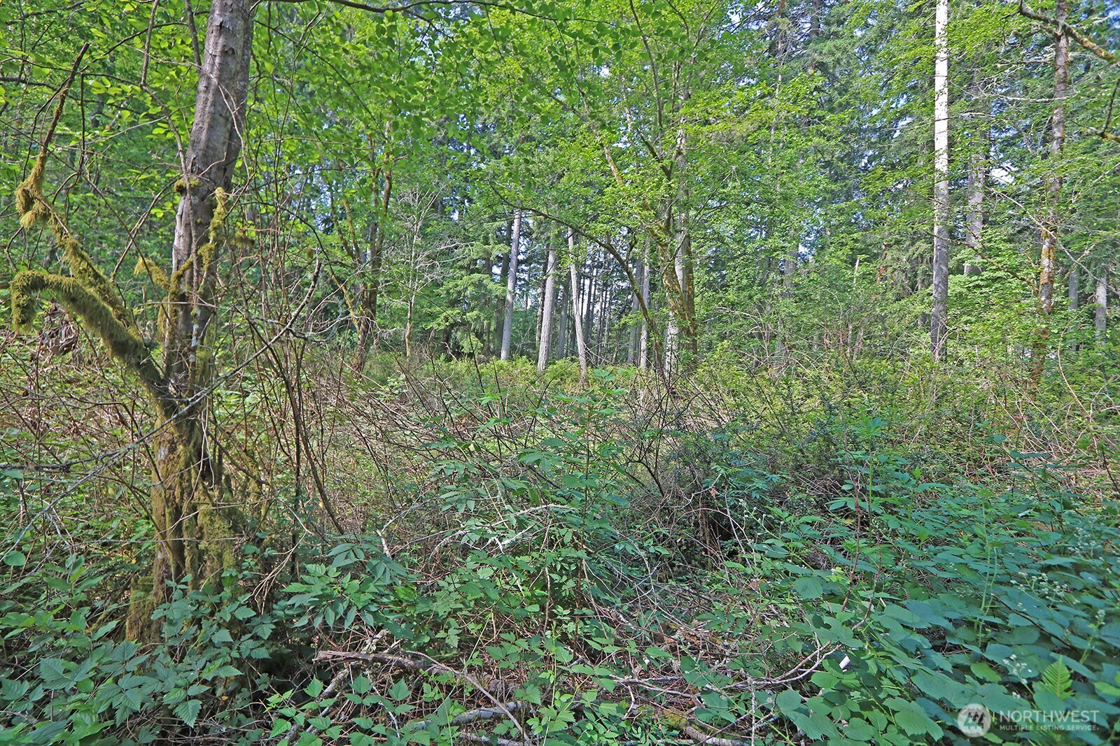 20825 Old Mill Road Southwest Vashon, WA 98070 - Photo 11 of 11 a view of a garden