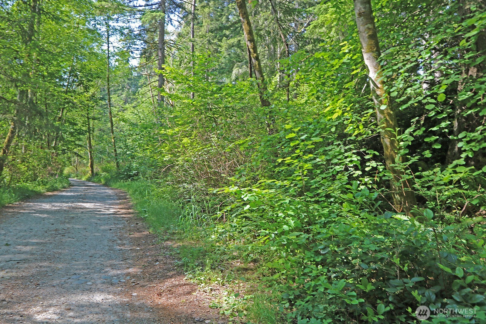 20825 Old Mill Road Southwest Vashon, WA 98070 - Photo 3 of 11 a view of a yard with a trees