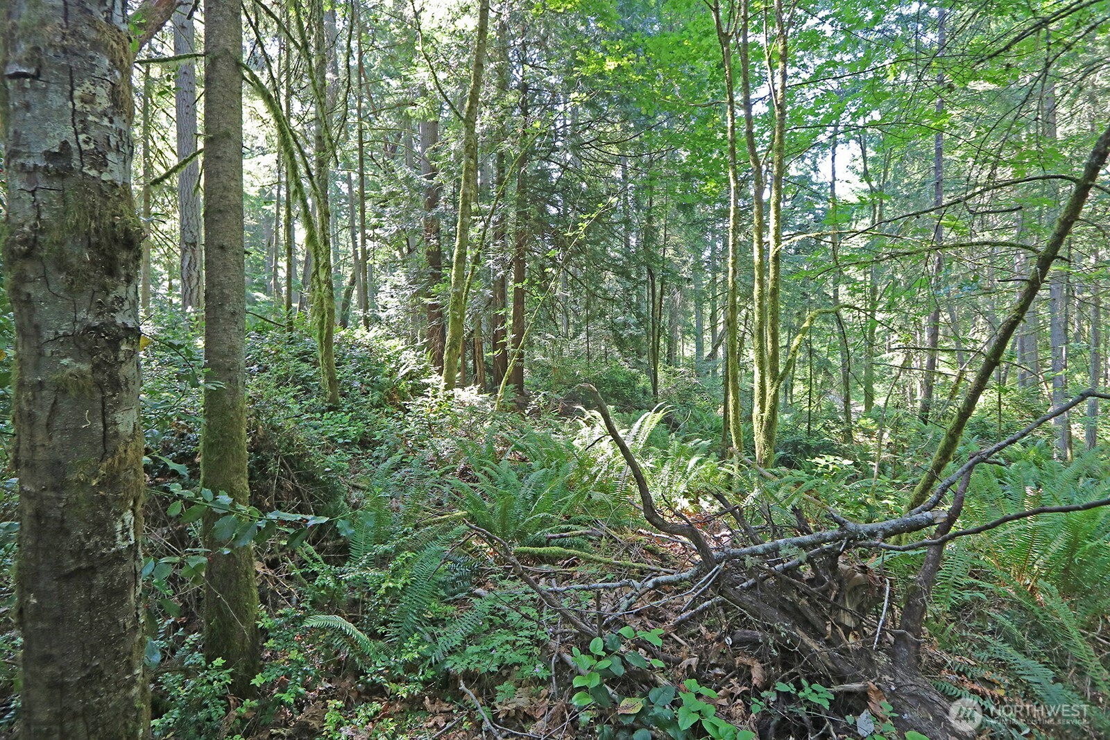 20825 Old Mill Road Southwest Vashon, WA 98070 - Photo 4 of 11 a view of a lush green forest