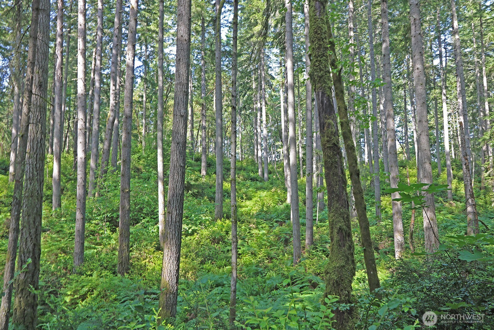 20825 Old Mill Road Southwest Vashon, WA 98070 - Photo 5 of 11 a view of a garden