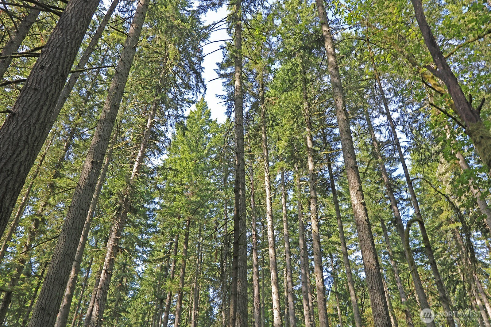 20825 Old Mill Road Southwest Vashon, WA 98070 - Photo 6 of 11 a view of a lush green forest