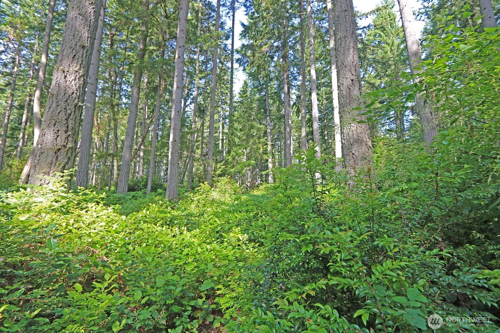 20825 Old Mill Road Southwest Vashon, WA 98070 - Photo 7 of 11 a close up of a plant in a garden